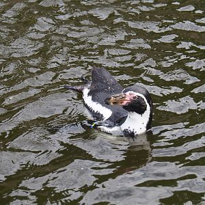 Swimming Humboldt penguin (Spheniscus humboldti)