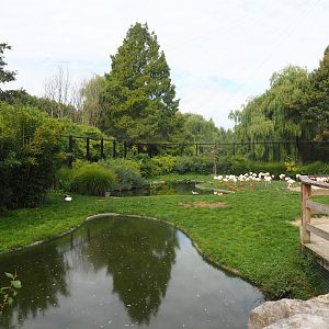 Chilean flamingo section in the Chilean aviary