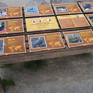 Chilean aviary bird signs