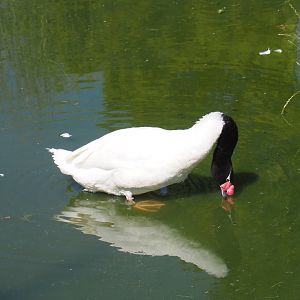 Black-necked swan (Cygnus melancoryphus)