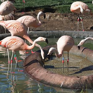 Chilean flamingos (Phoenicopterus chilensis) feeding