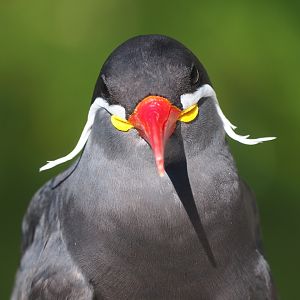 Inca tern (Larosterna inca)