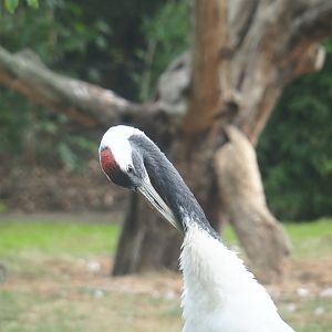 Preening red-crowned crane (Grus japonensis)
