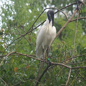 Black-headed Ibis (Threskiornis melanocephalus)