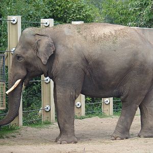 Asian elephant (Elephas maximus) breeding bull Kanvar