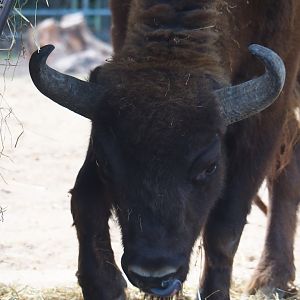 Wisent (Bison bonasus) bull