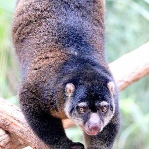 Bear cuscus; Pairi Daiza; 12th September 2018