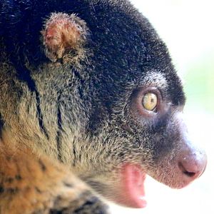 Bear cuscus; Pairi Daiza; 12th September 2018