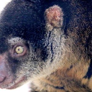 Bear cuscus; Pairi Daiza; 12th September 2018