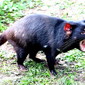 Tasmanian devil; Planckendael; 9th September 2018