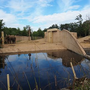 Asian elephant bull yard