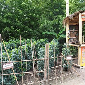 Tea plantation in the Kerala Village