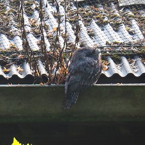 Tawny frogmouth (Podargus strigoides)