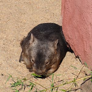 Common wombat (Vombatus ursinus hirsutus)
