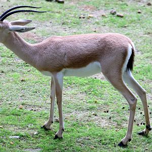 Slender-horned gazelle; Planckendael; 9th September 2018
