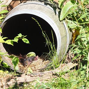 Tasmanian devil in a barrel
