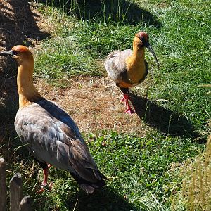 Black-faced ibisses (Theristicus melanopis)