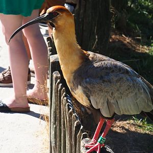 Black-faced ibis (Theristicus melanopis)