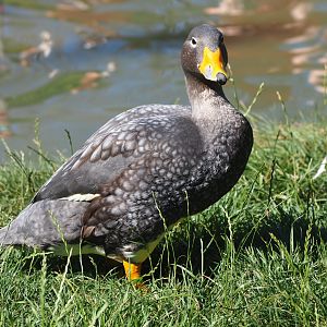 Magellanic flightless steamer duck (Tachyeres pteneres)
