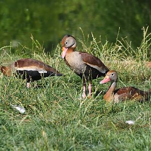 Black-bellied whistling ducks (Dendrocygna autumnalis)