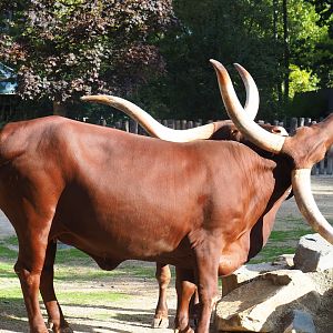 Ankole-Watusi cattle (Bos primigenius f. taurus)