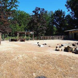 Ankole-Watusi/Somali sheep yard