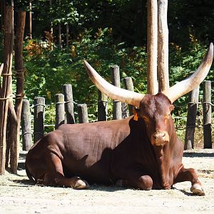 Ankole-Watusi cattle (Bos primigenius f. taurus)