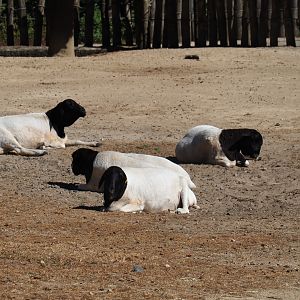 Somali sheep  (Ovis orientalis f. aries)