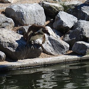 Humboldt penguin (Spheniscus humboldti) jumping into the water
