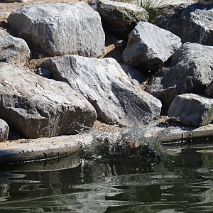 Humboldt penguin (Spheniscus humboldti) jumping into the water