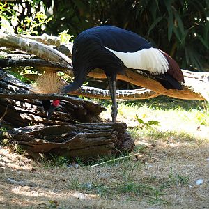 Western black-crowned crane (Balearica pavonina pavonina)
