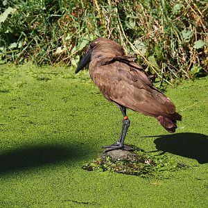 Hamerkop (Scopus umbretta)