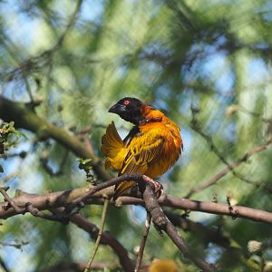 Village weaver (Ploceus cucullatus)