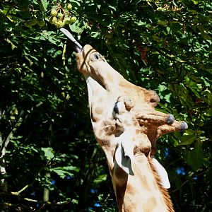 Kordofan giraffe (Giraffa camelopardalis antiquorum) trying to get horse chestnuts