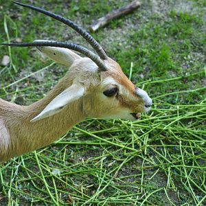 Slender-horned or Rhim gazelle (Gazella leptoceros)