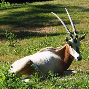 Scimitar-horned oryx (Oryx dammah)