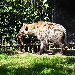 Spotted hyena (Crocuta crotuca) carrying around his food