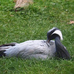 Preening Demoiselle crane (Anthropoides virgo)