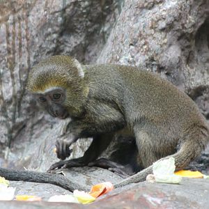 Owl-faced monkey youngster