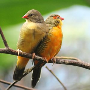 Orange-breasted waxbills