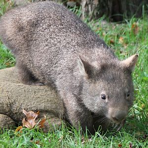 Young Wombat