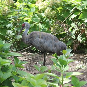 Sandhill crane