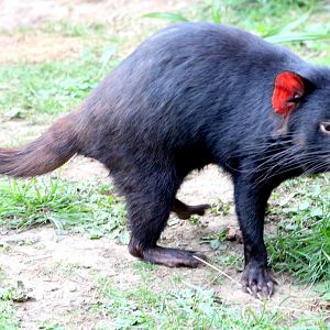 Tasmanian devil; Planckendael; 9th September 2018