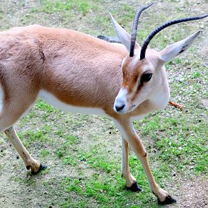 Slender-horned gazelle; Planckendael; 9th September 2018