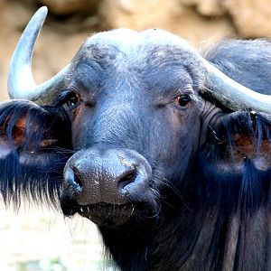 Cape buffalo; Antwerp; 7th September 2018
