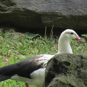andean goose