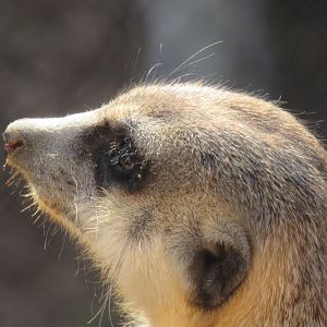 Meerkat
