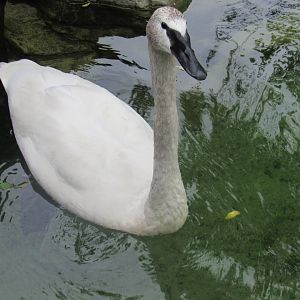 trumpeter swan