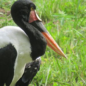 saddle billed stork