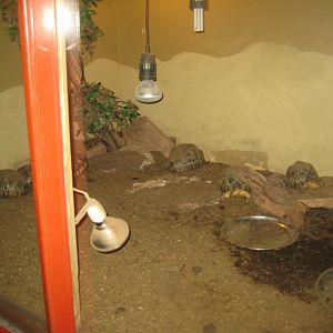 Terrariet Vissenbjerg - Radiated tortoise exhibit